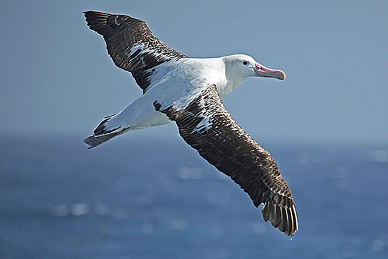 Cruising the Antarctic Peninsula